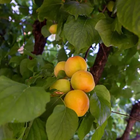 לינה וארוחת בוקר Aria Di Sale 3*